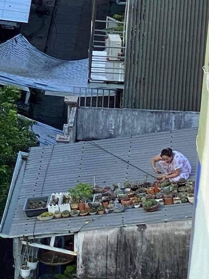 The meme is a picture of a woman on a rooftop, surrounded by a large collection of potted plants. The text "I can hear you but I don't care" is written above her, implying that she's ignoring the people below her, who are likely complaining about the noise and mess of her plant collection. The humor comes from the contrast between her peaceful, self-sufficient lifestyle and the potential chaos she's causing for her neighbors.